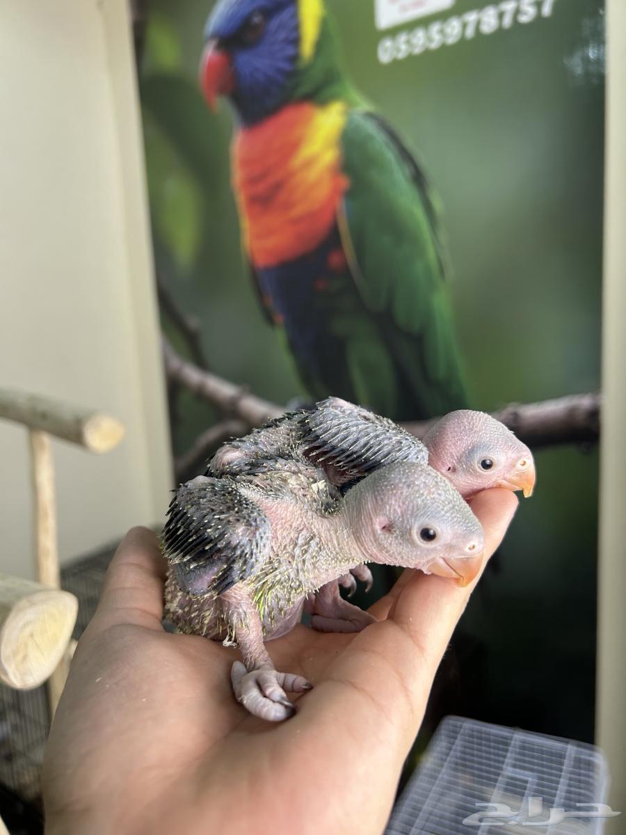 فرخين دره هندي تم البيع64595538265986114