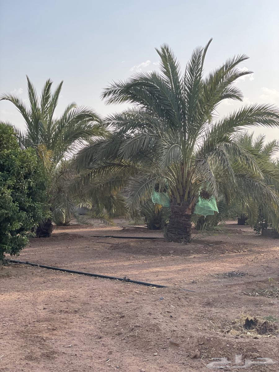 Hakroosin Resort for Sale64146503669507113