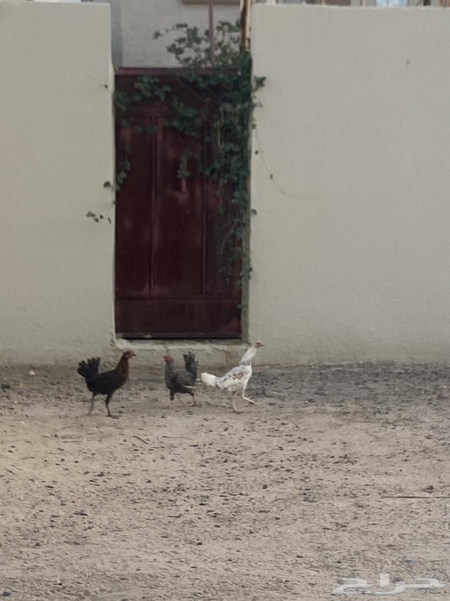 نجران الاثايبه64593435884035110