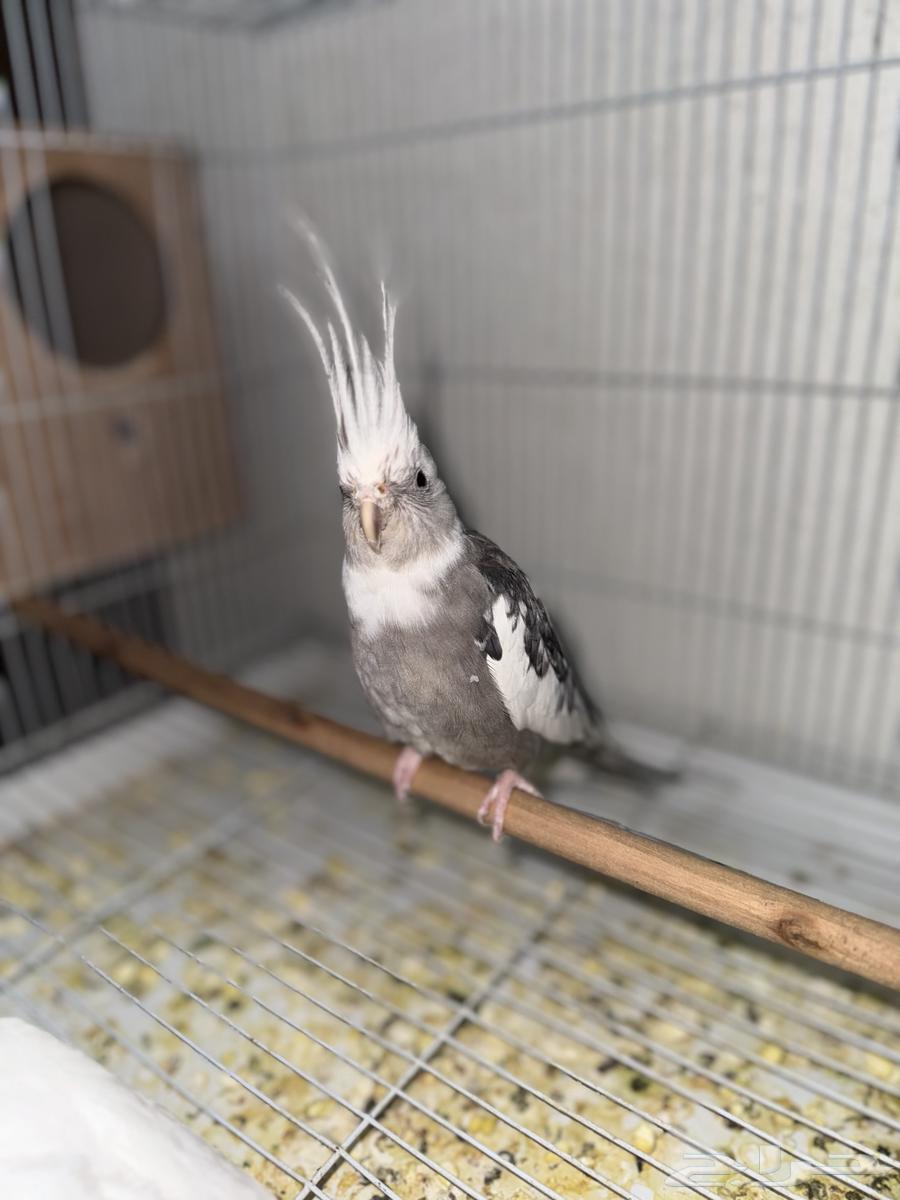 كروان وايت فيس ( تمم البيع)64590922901762110