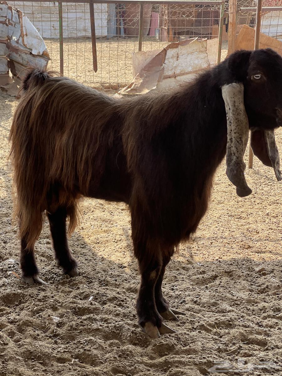 Ghran64590335289218114