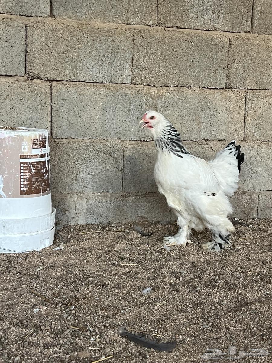 للبيع طقم براهما كولمبي بشاير64594813528450112