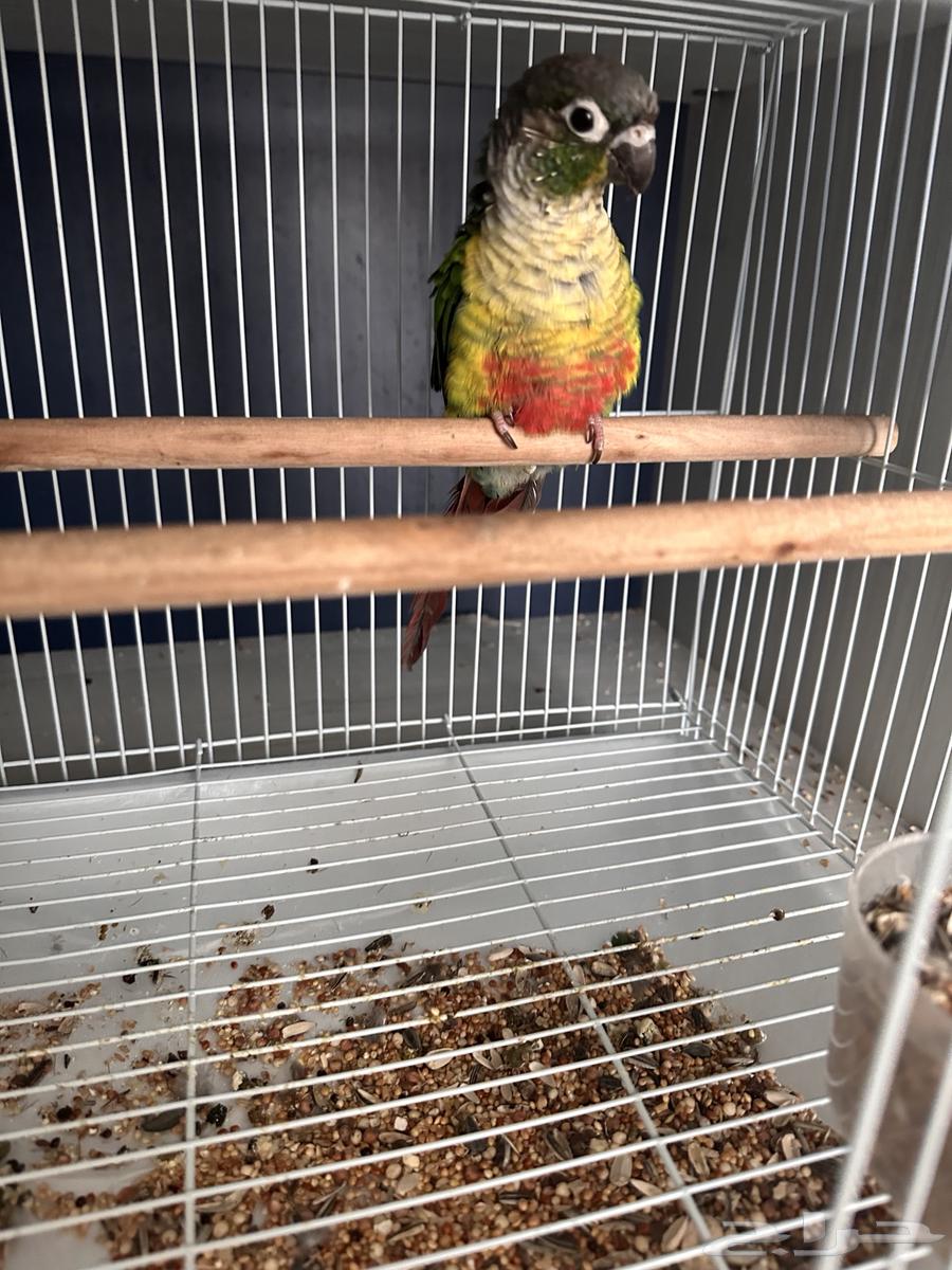 كنيور قرين شيك يلو سايد64590077544578112