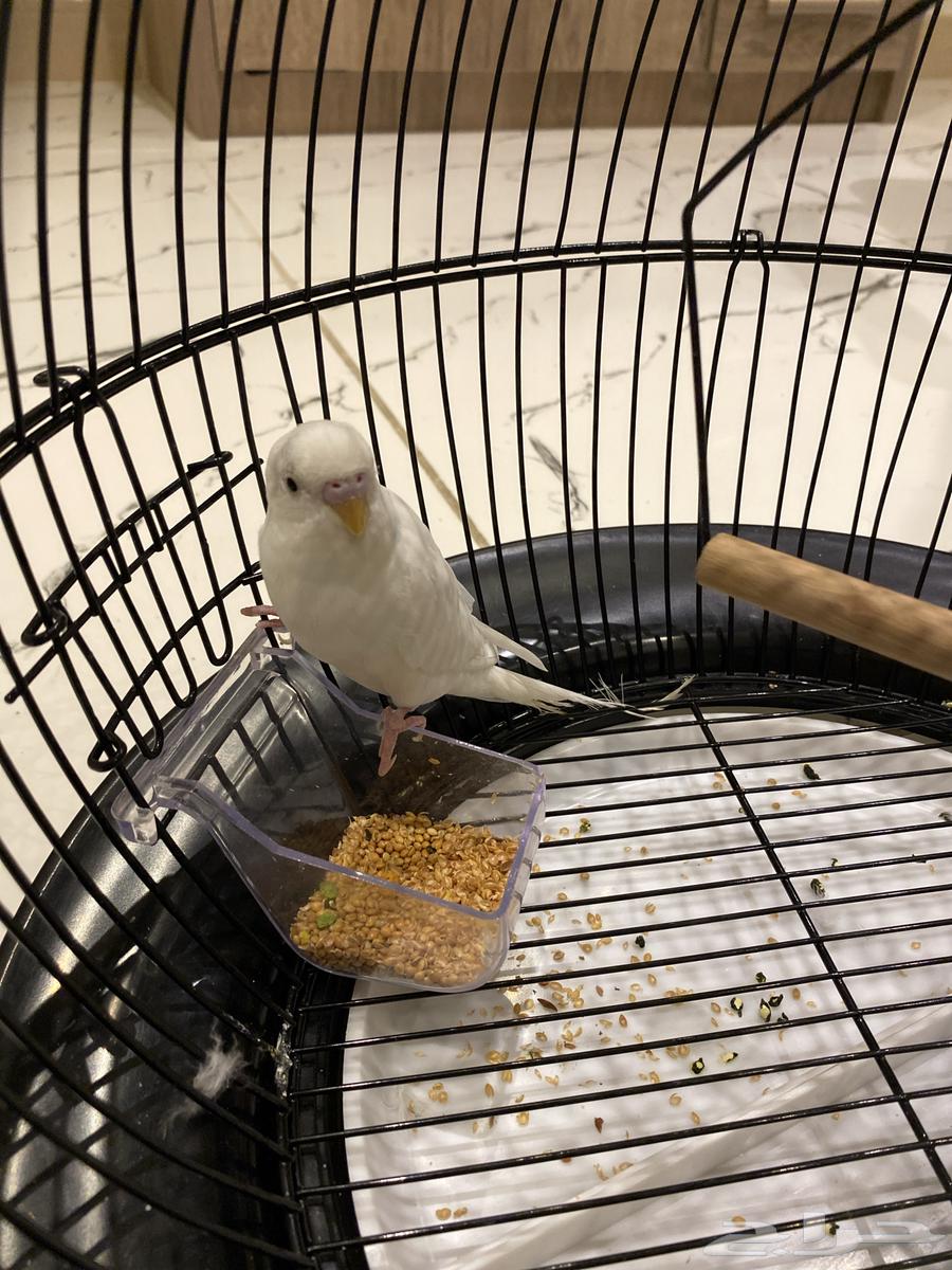 اعرض لكم طير بادجي64588223906819112