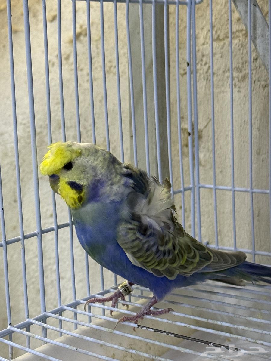 جوز بادجي مع انتاجه64594405725186112