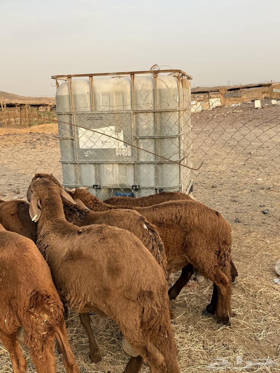 طليان مرابي 4 شهور من 98064593301151875112