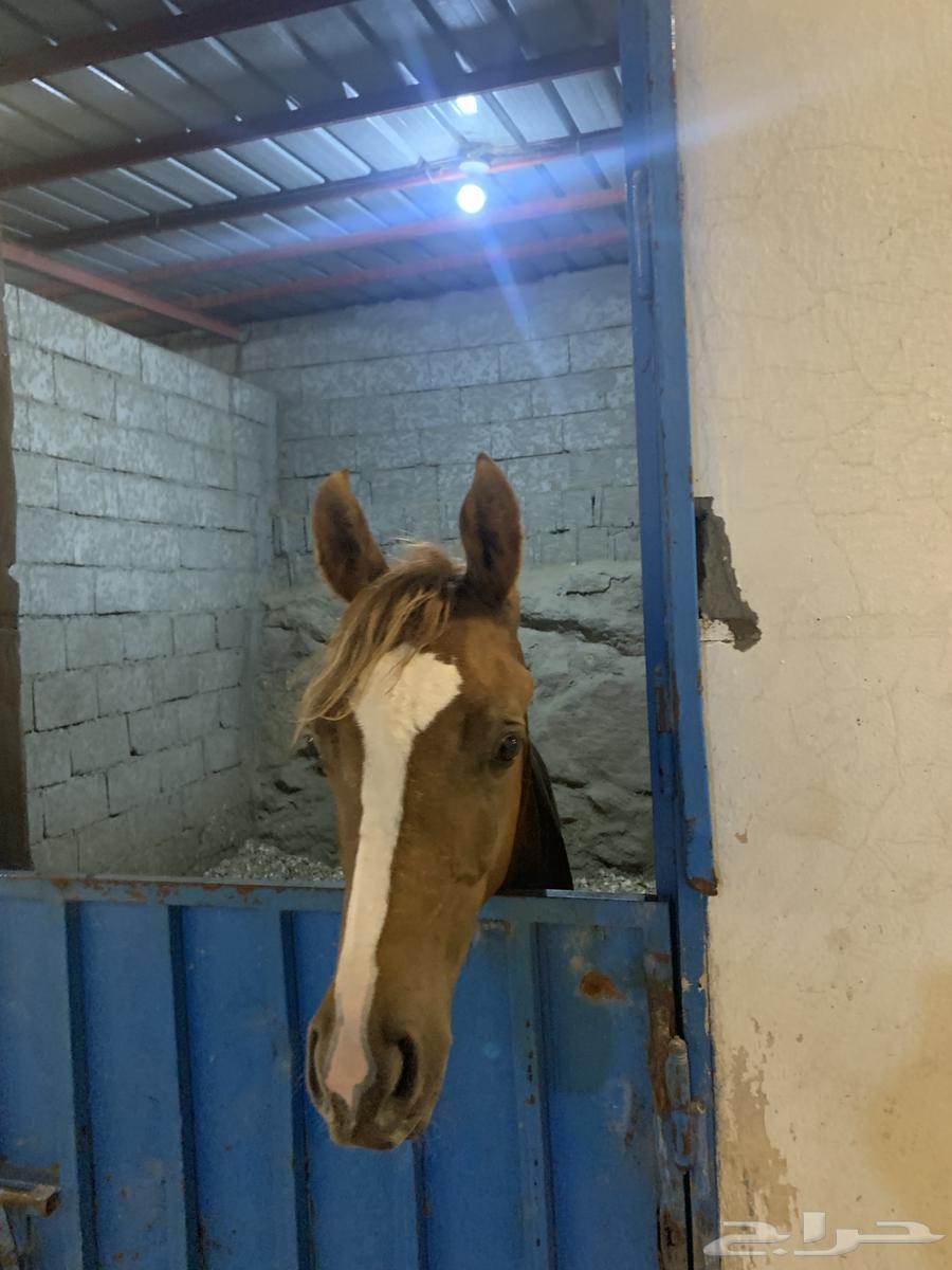 مهر للبيع64594528528771111