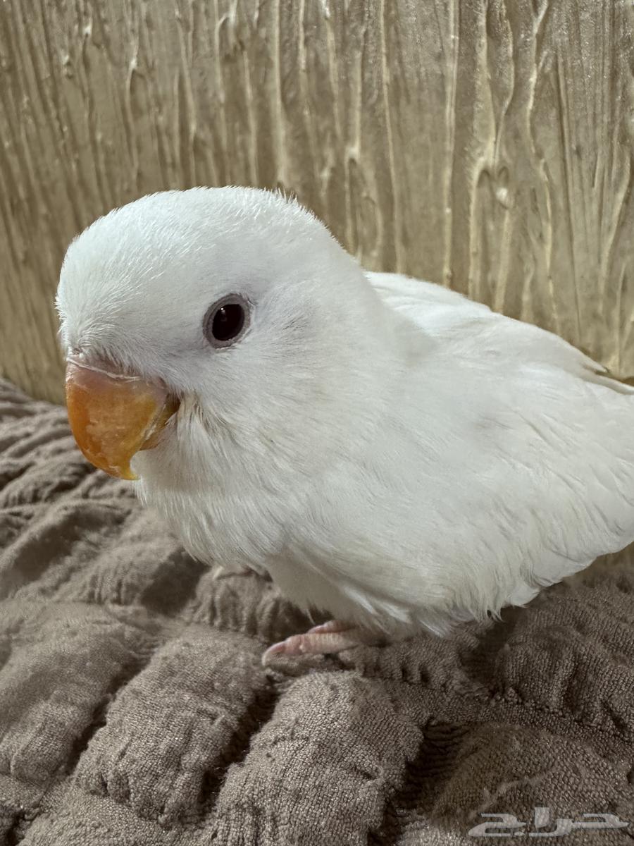 فرخ طير روز البينو ابيض قطن عيون حمر64592504811011111