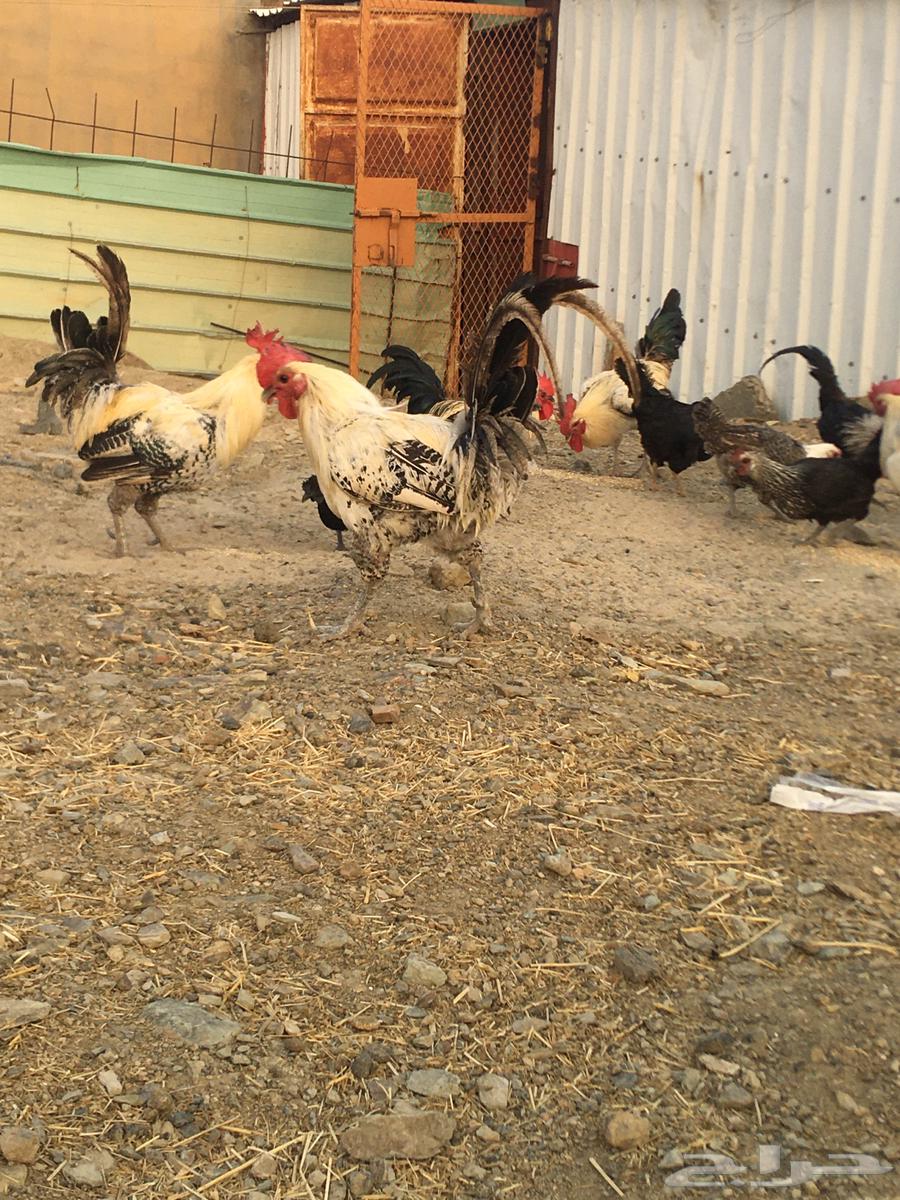 ديوك   فيومي جرم ذكور للبيع64588359632641112