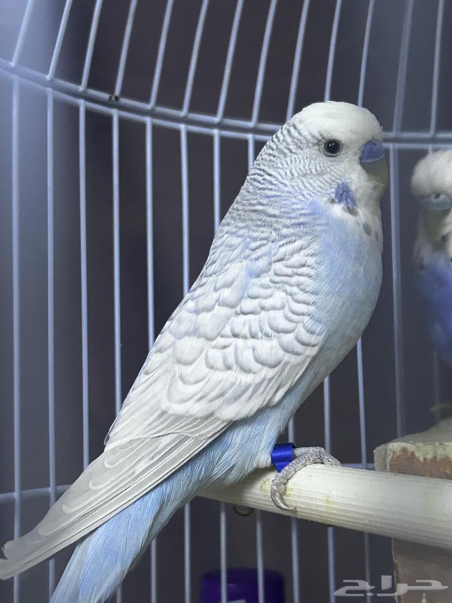 ببغاء بادجي64588494823683110