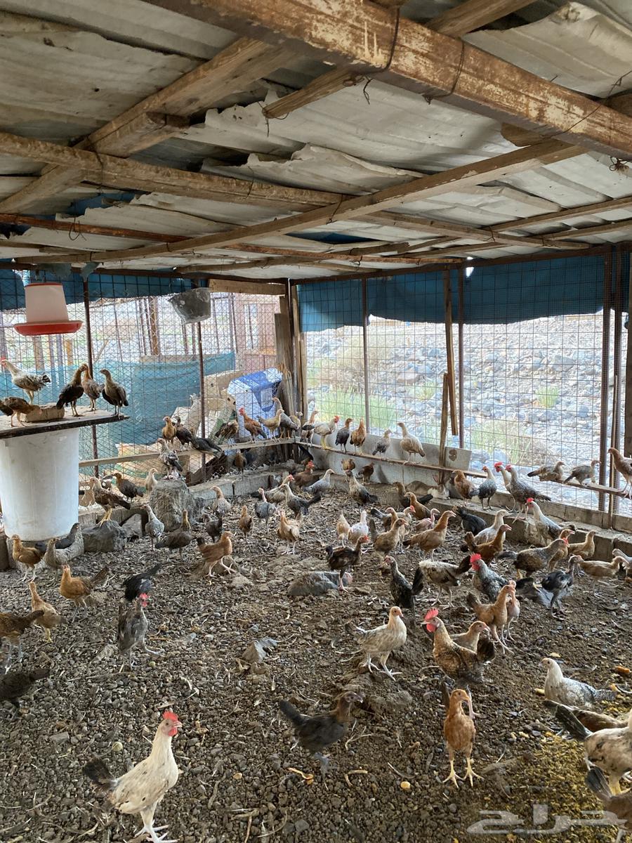 دجاج بلدي للبيع العدد 300 اللي يبي تفريد من 100 اللي يبي ت64588694001665114