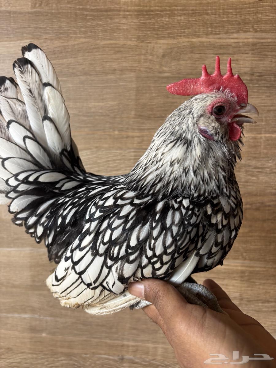 ديك بوم سبرايت للبيع64590039679106110