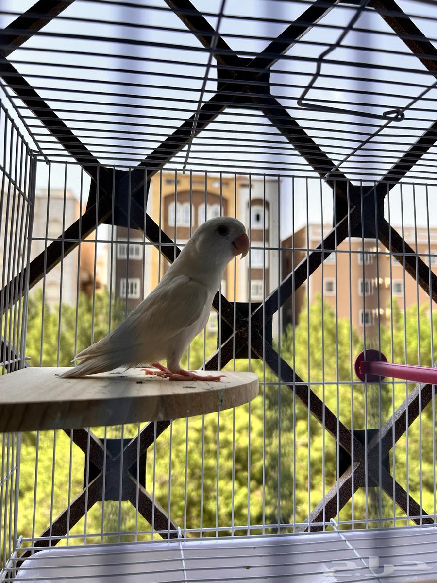 طير روز64588223923586114