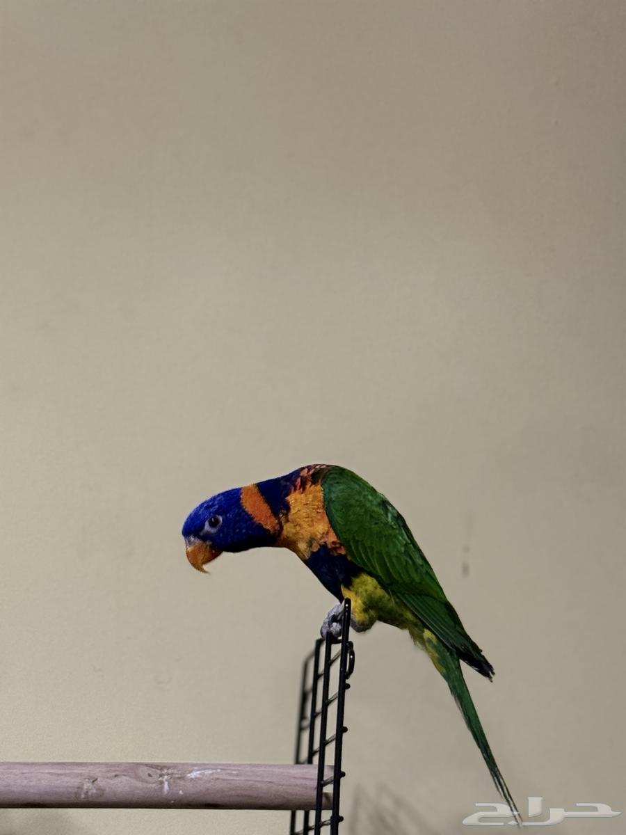 تم البيع تم البيع64592938730499110