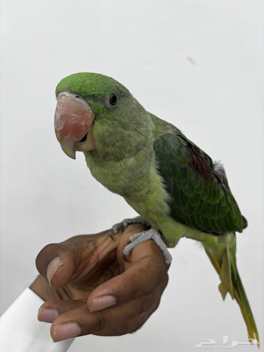 للبيع نيبالي اليف64594319690370111