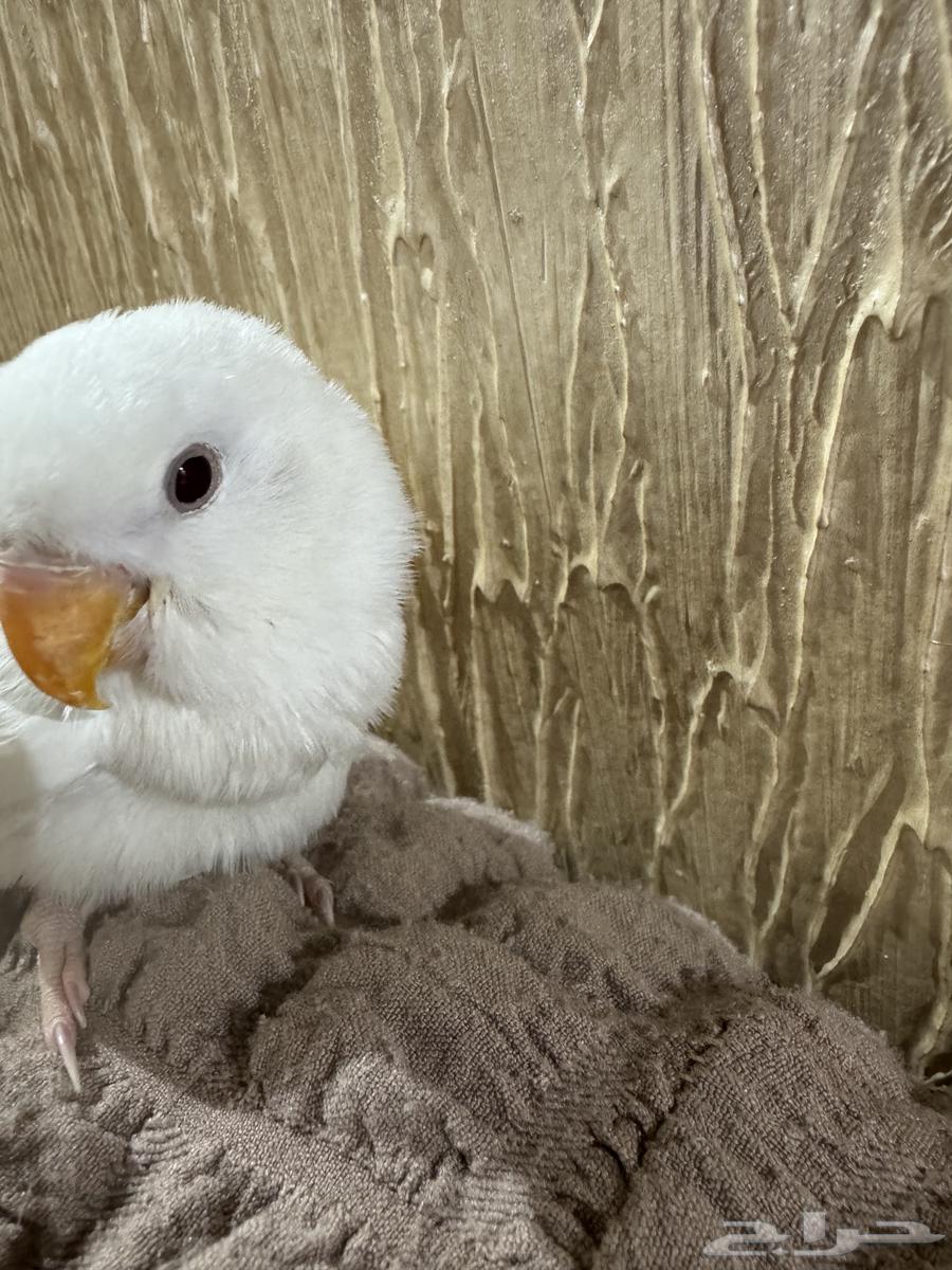 فرخ طير روز البينو ابيض قطن عيون حمر64592504811011112