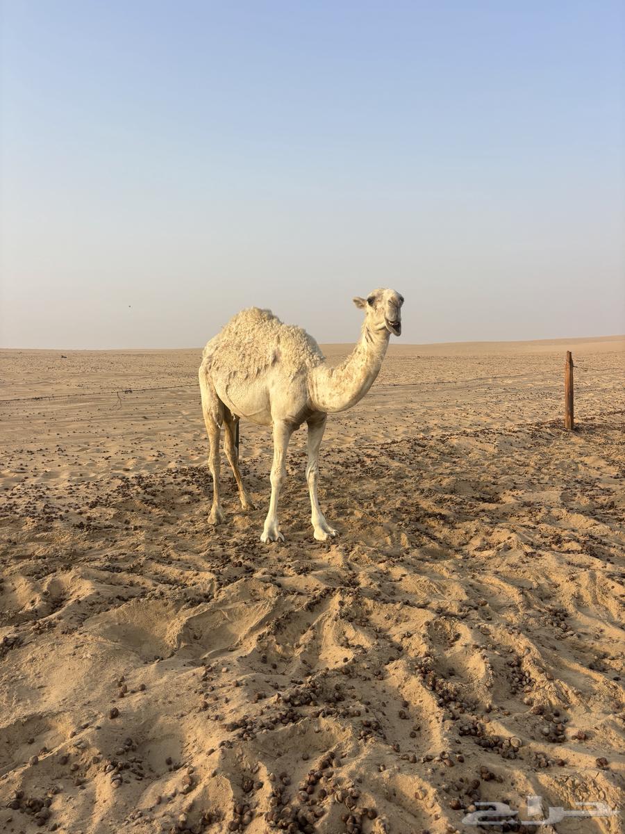 للبيع بكره64595746604803110