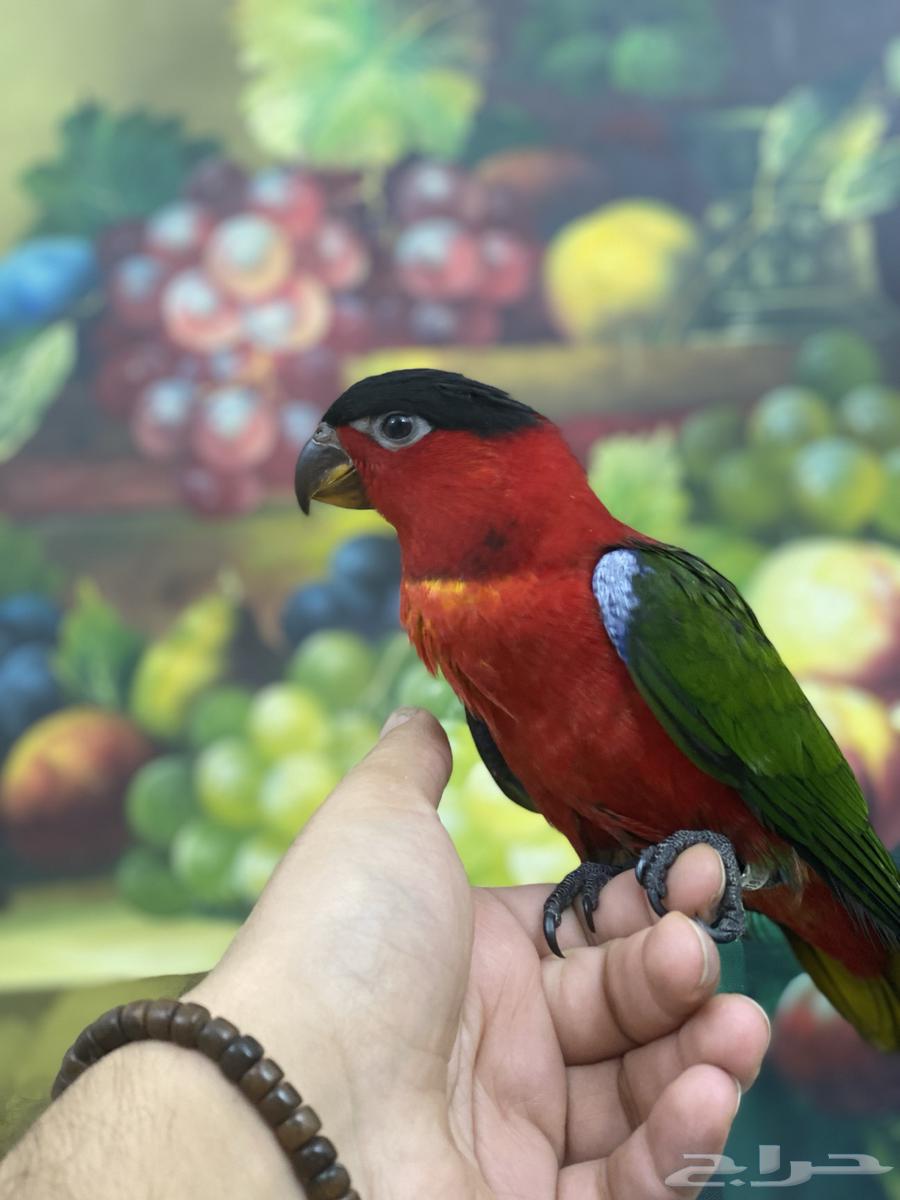 تم البيع فرخ لوري64590837821058110