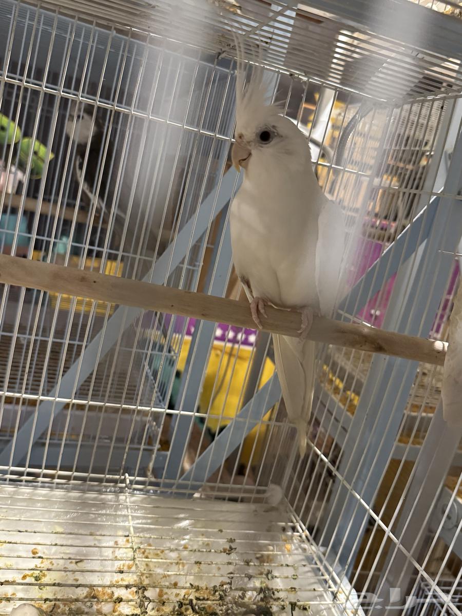 تم البيع64594332008195110