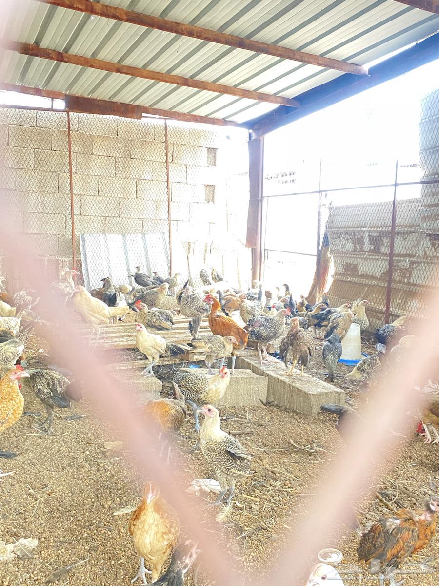 دجاج بلدي لللبيع بياض شرط صحه64590414987905112