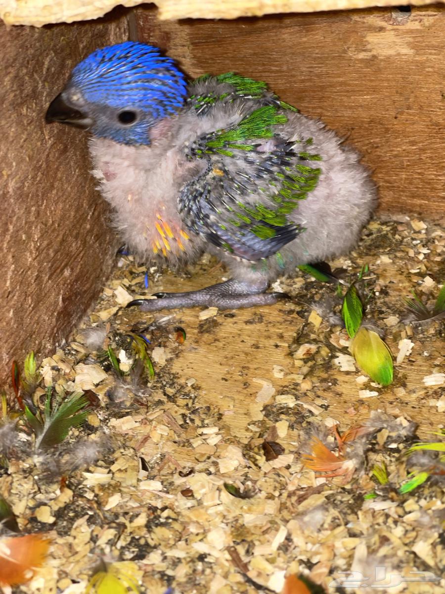 For Sale Red Collared Lorikeet Chick64594085491201110
