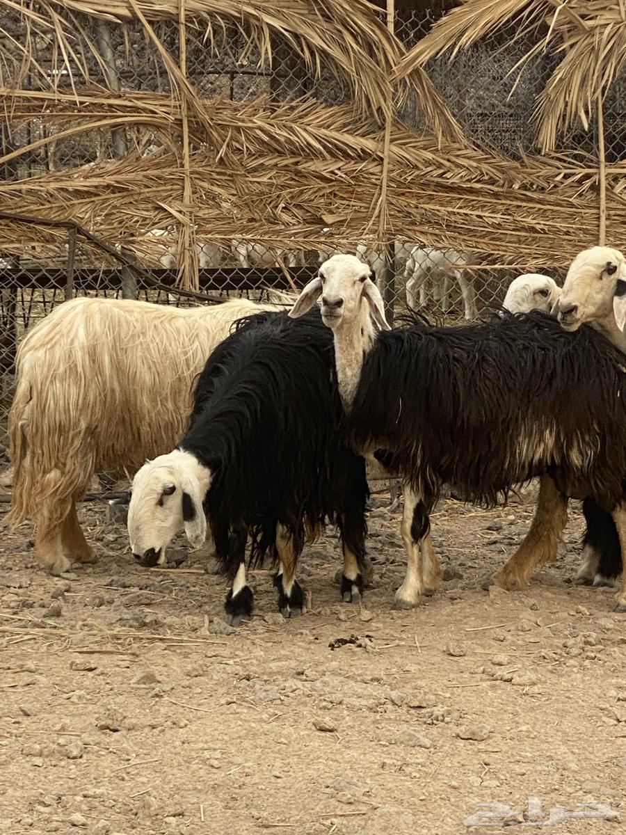 Najdi Sheep64594454719362112