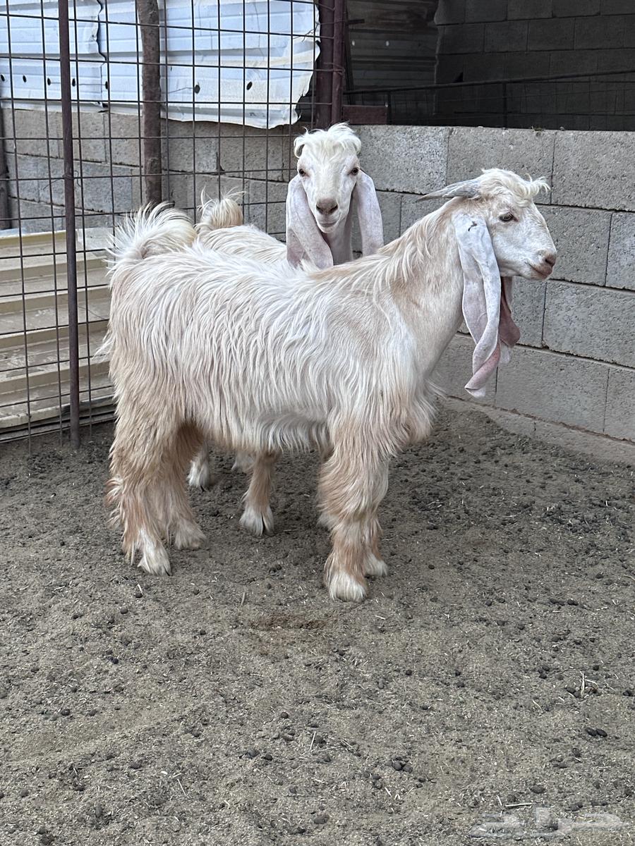 تيوس عوارض صفر64594565124737114