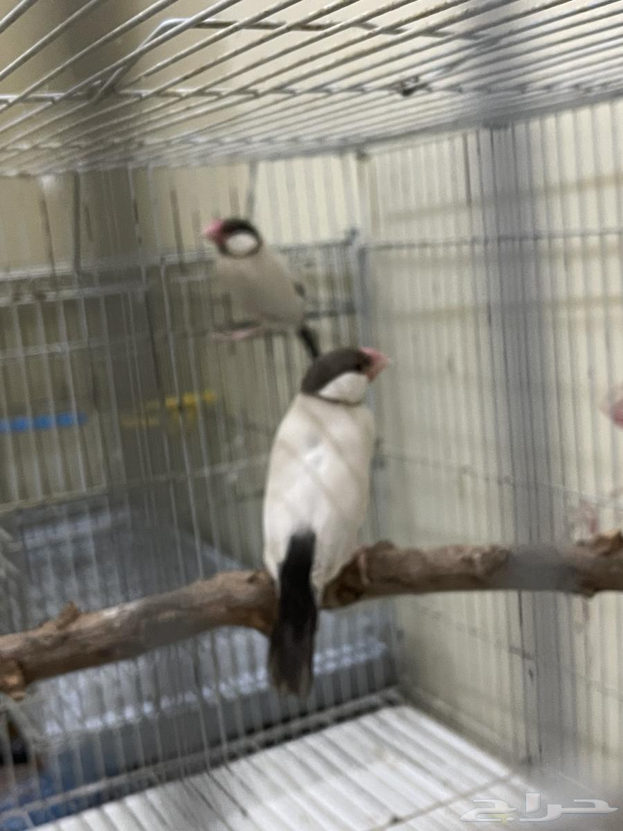 Java Aghat64591803892099112