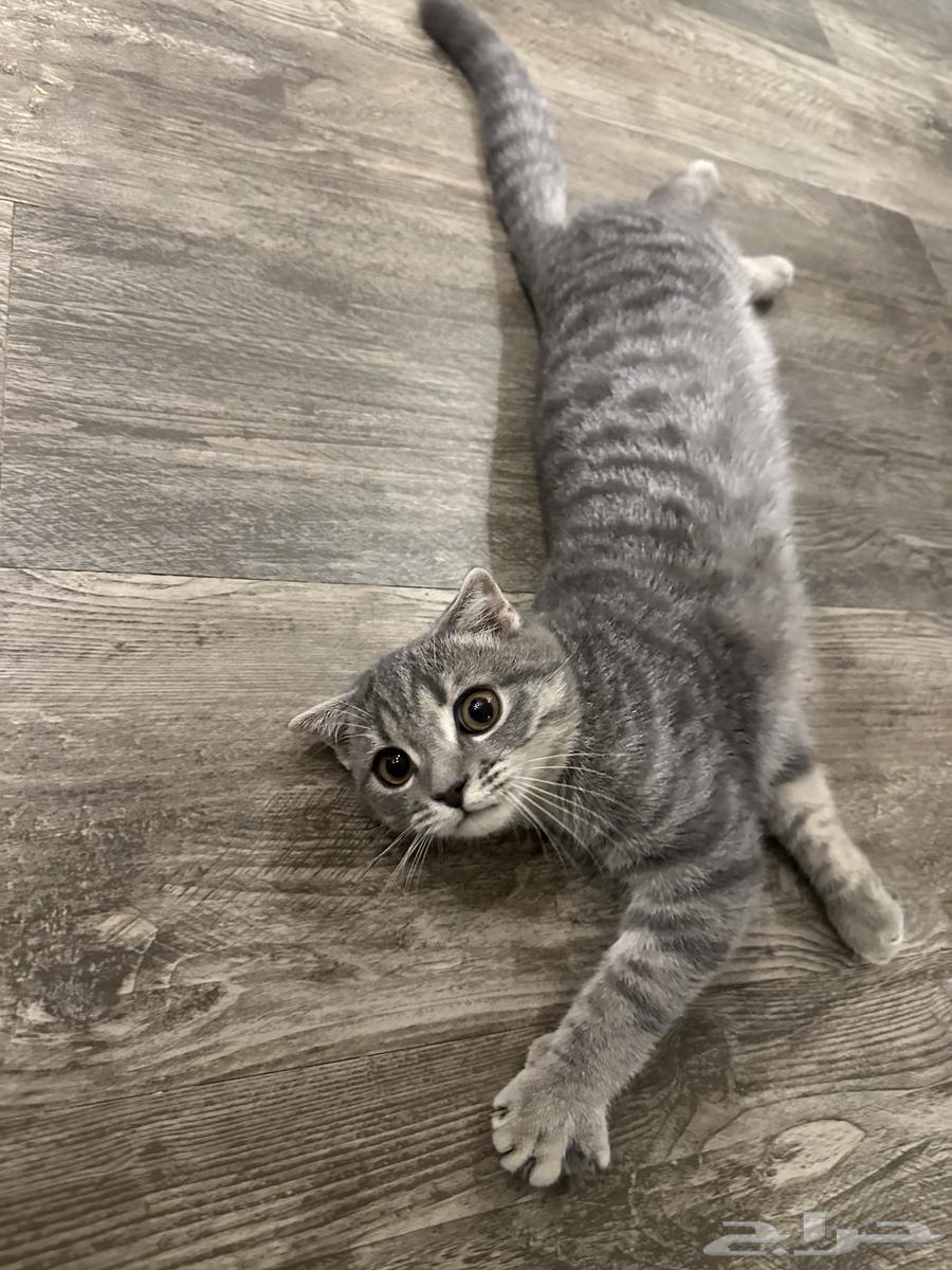 قطه سكوتش فولد تربل للبيع بسعر رمزي64595956302210111