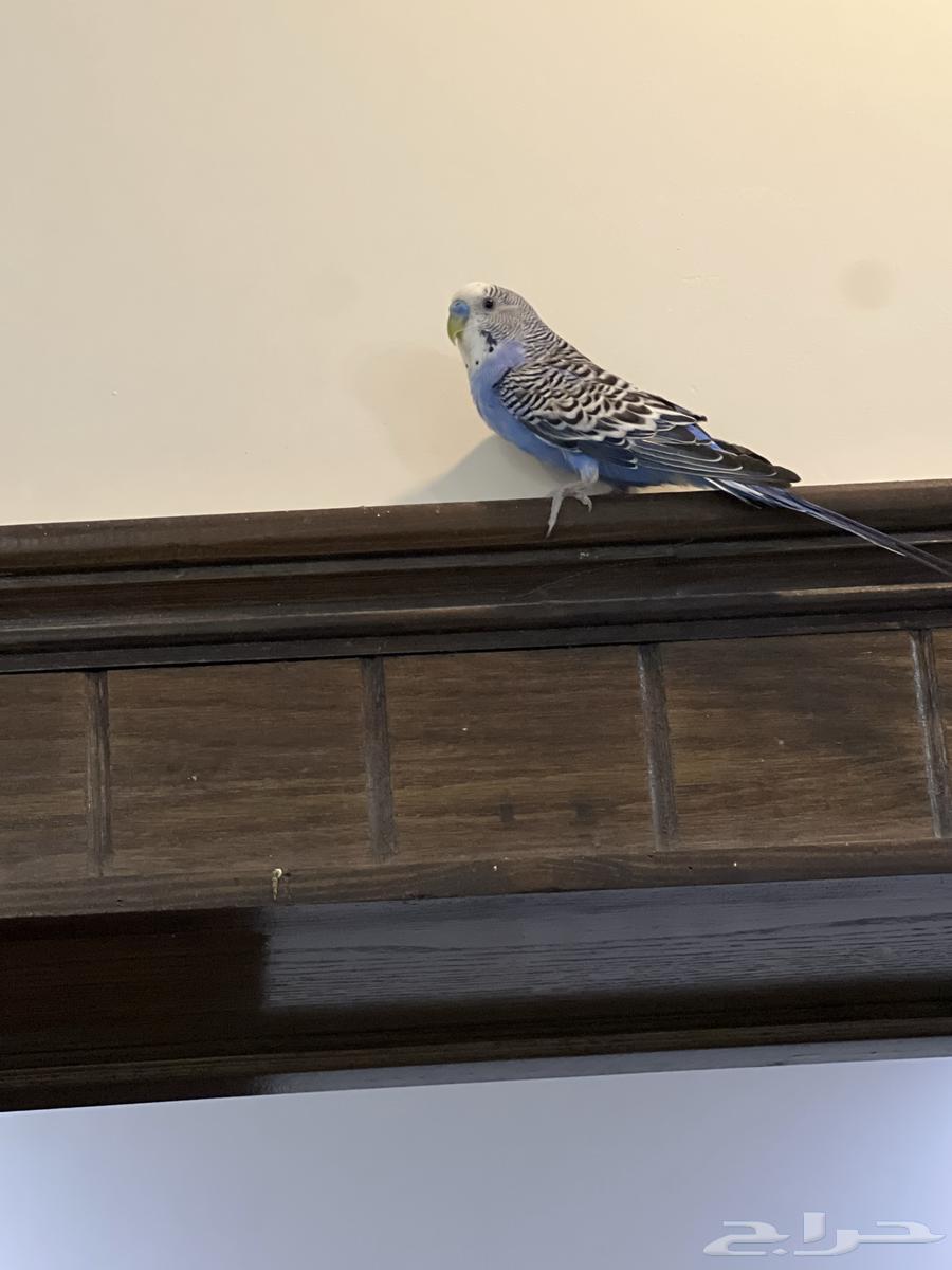 بادجي ذكر منتج نشيط وبصحه ممتازه للبيع64593083164674110