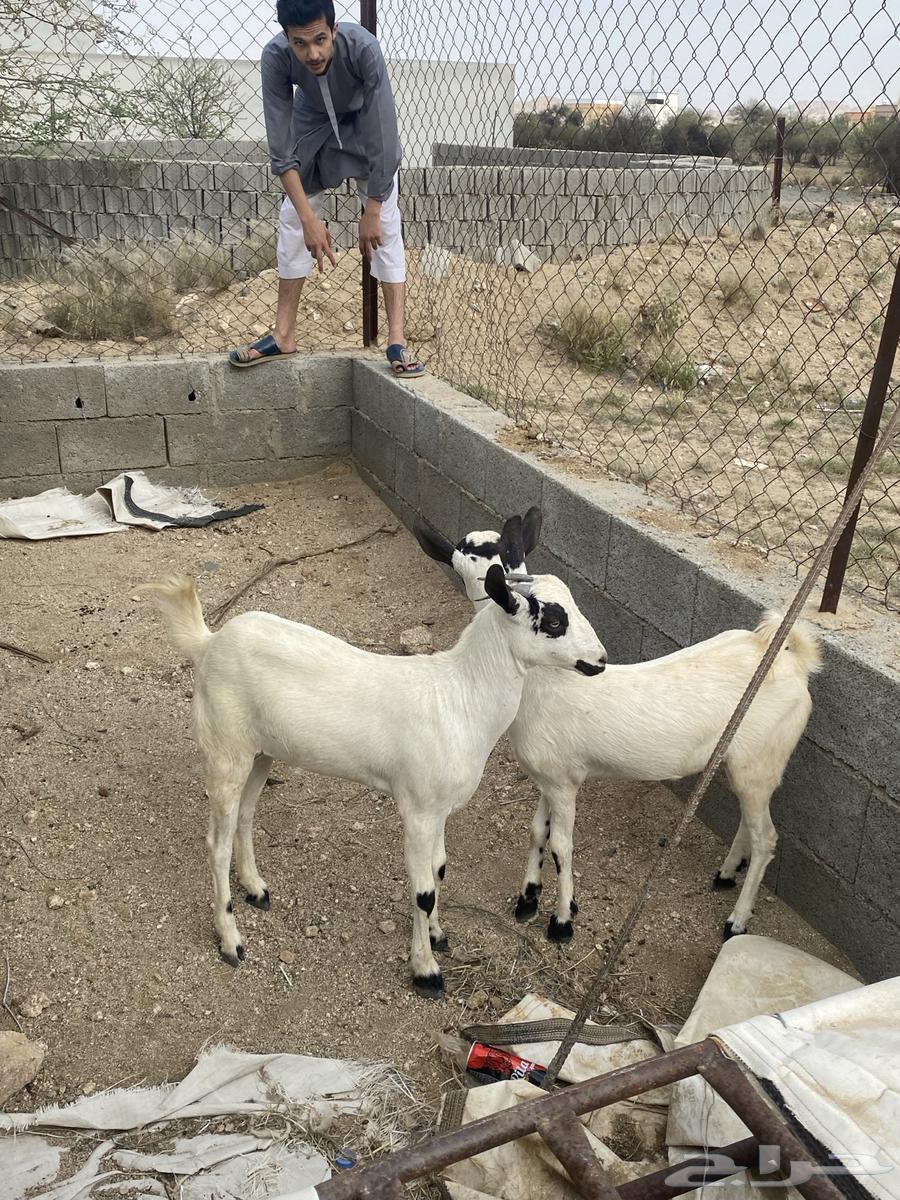 للبيع عنقاو64594713990147110