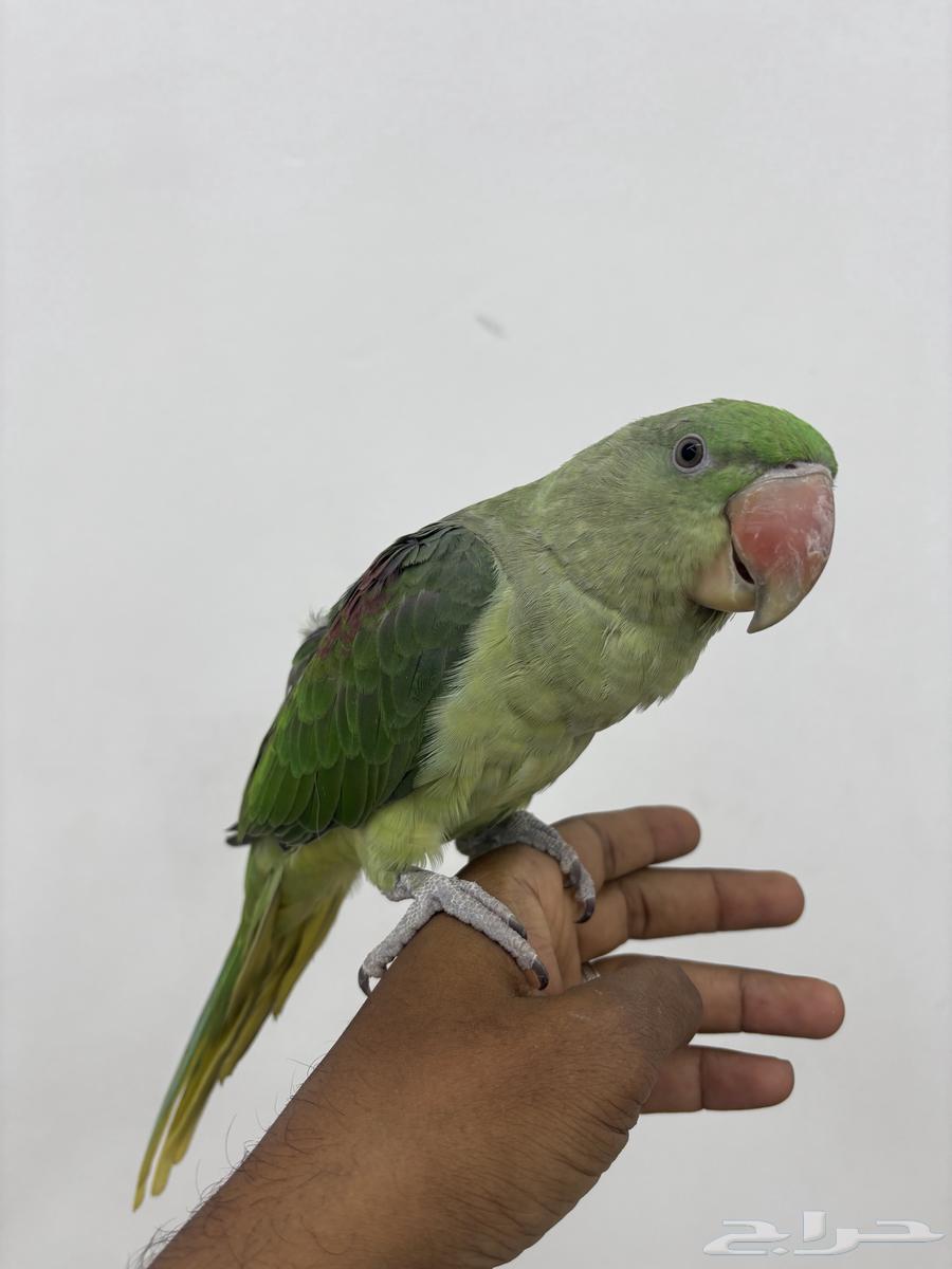 للبيع نيبالي اليف64594319690370110