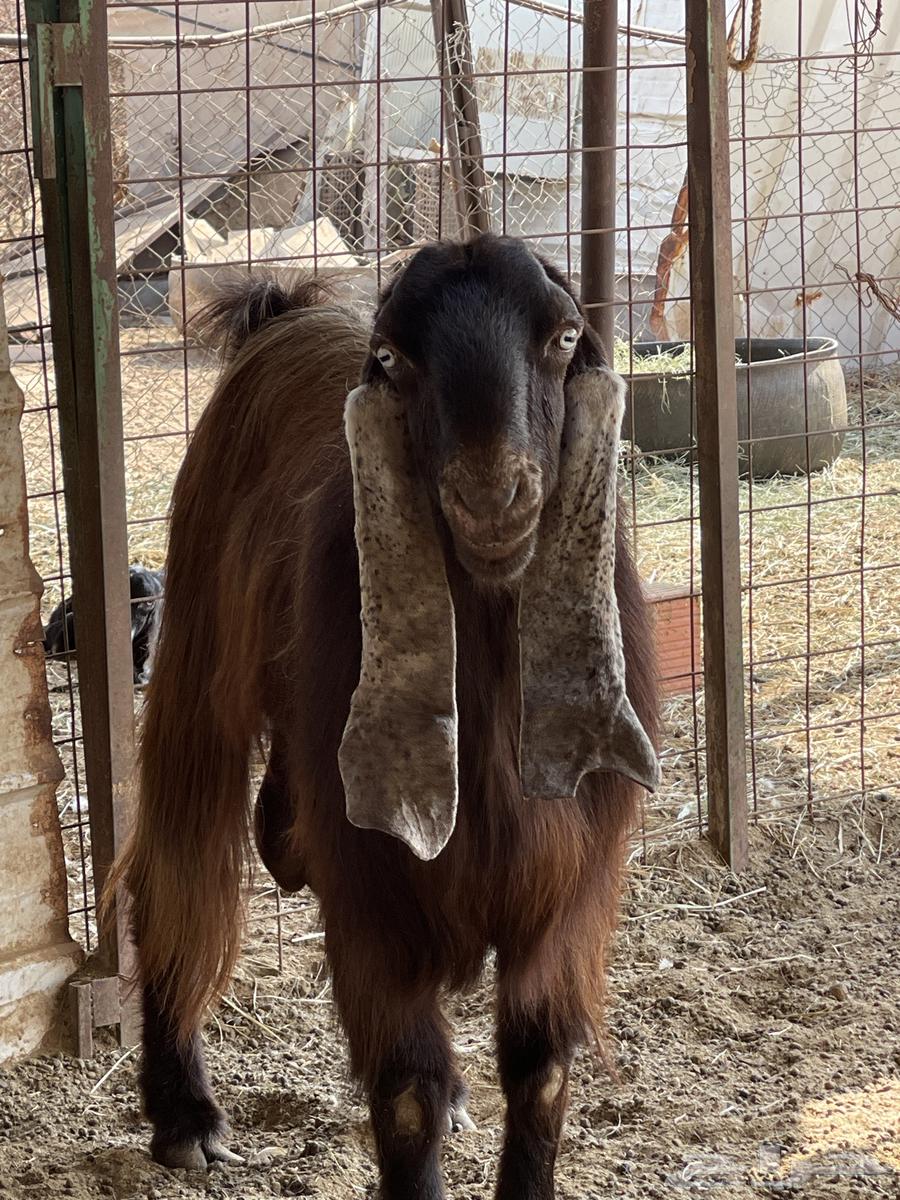 Ghran64590335289218110