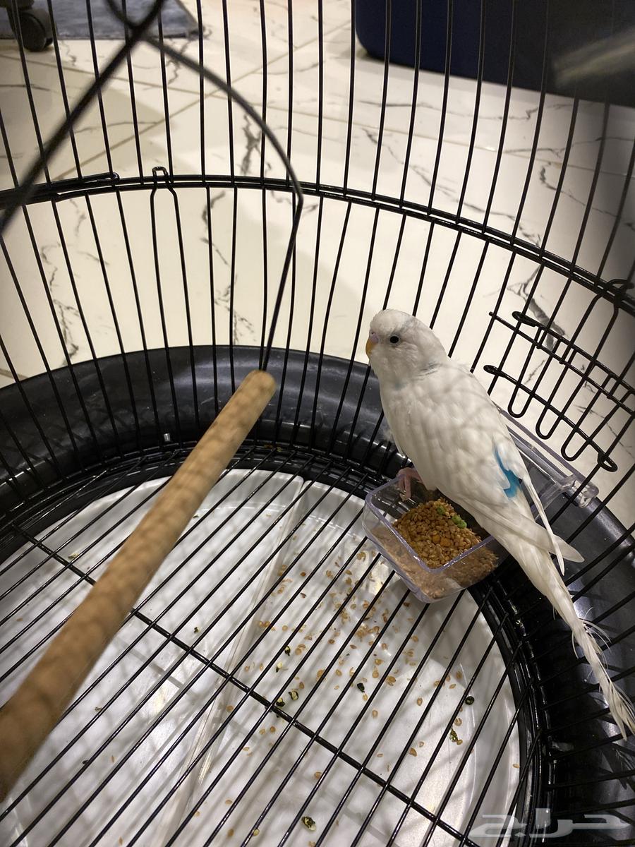 اعرض لكم طير بادجي64588223906819110