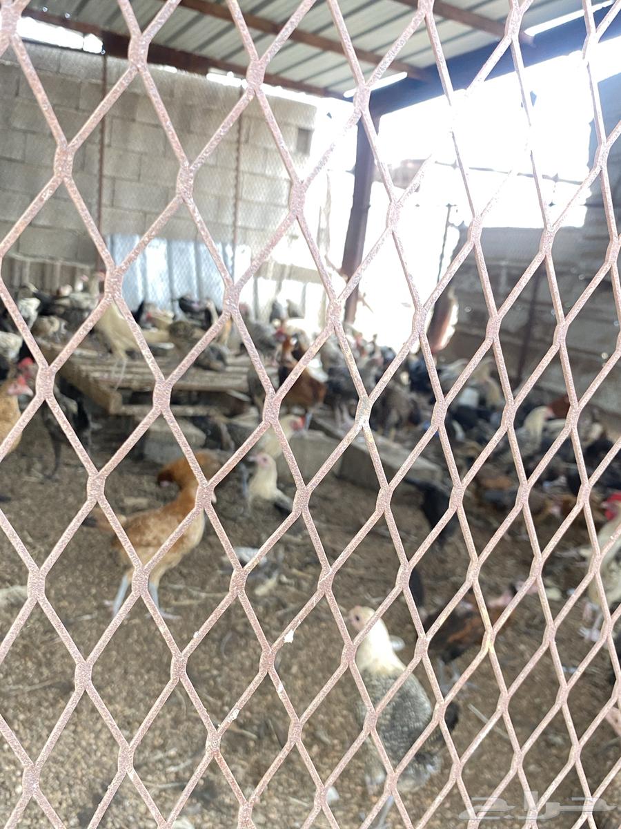 دجاج بلدي لللبيع بياض شرط صحه64590414987905111