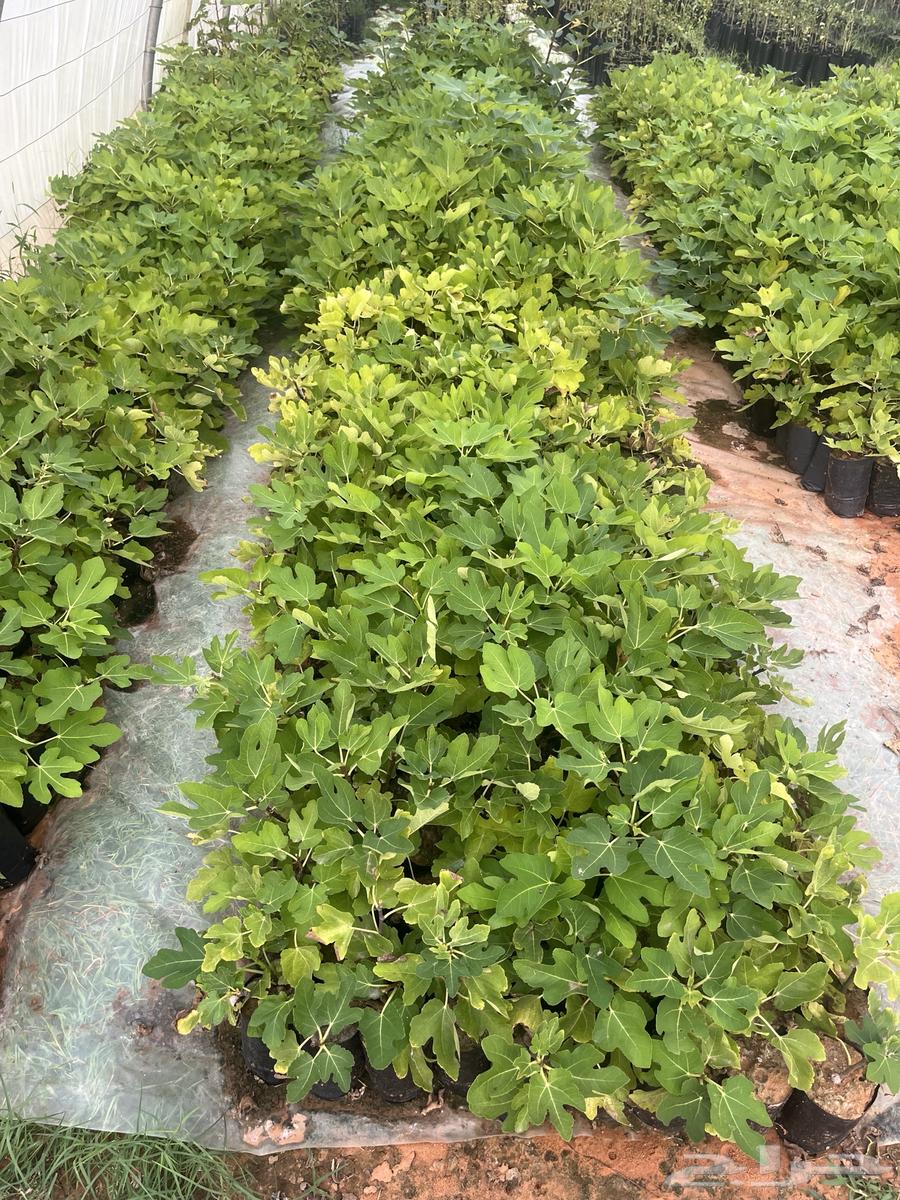 تين العبيد براون64590910767105110