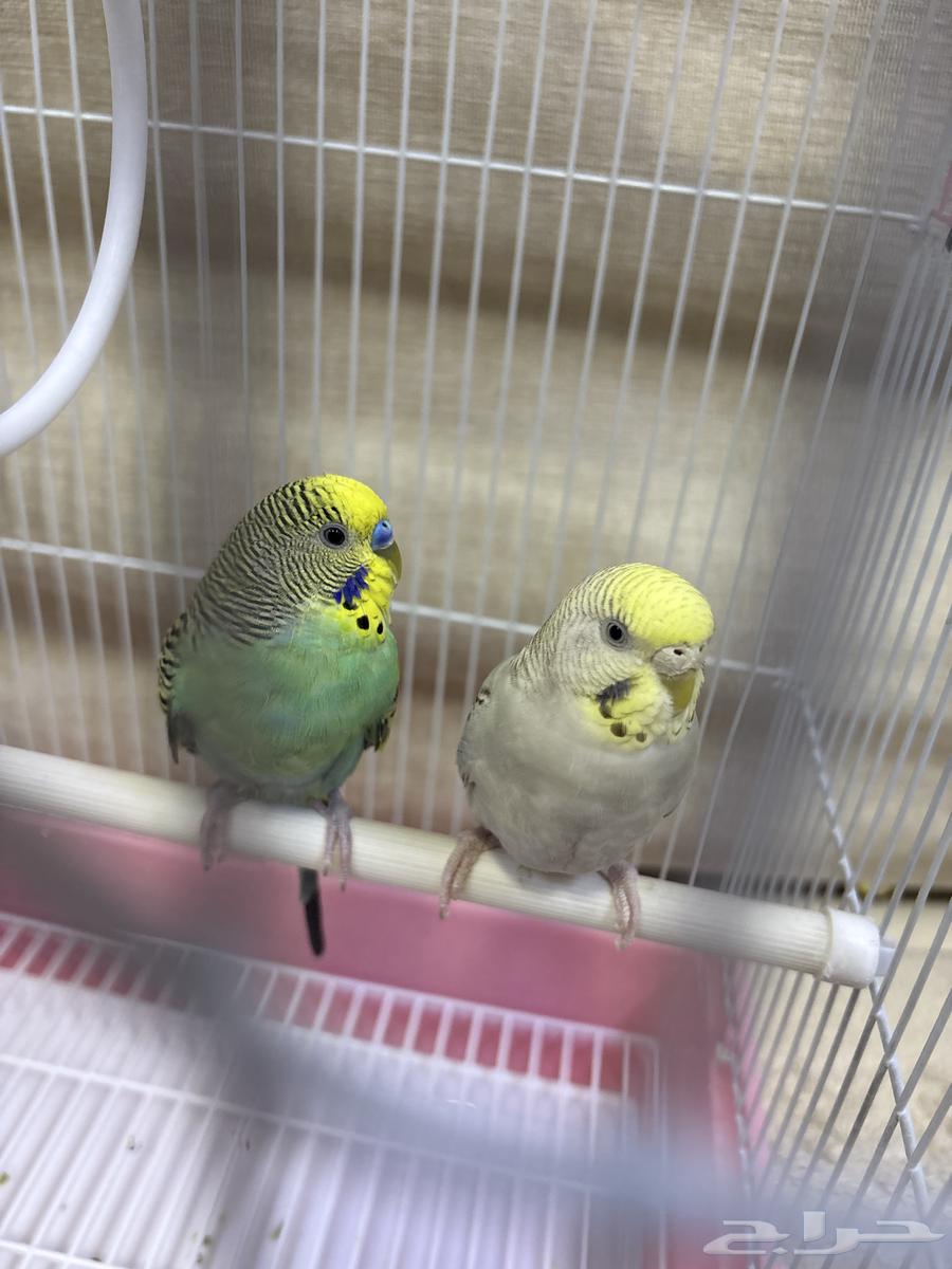 جوز زوج بادجي طيور حب64594862413058111