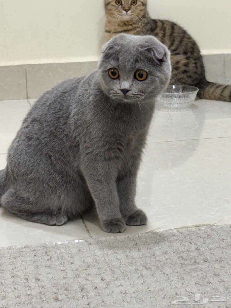 قطط سكوتش فولد64580472454275114