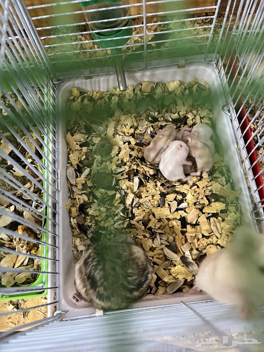 60 Hamsters64589742882049114