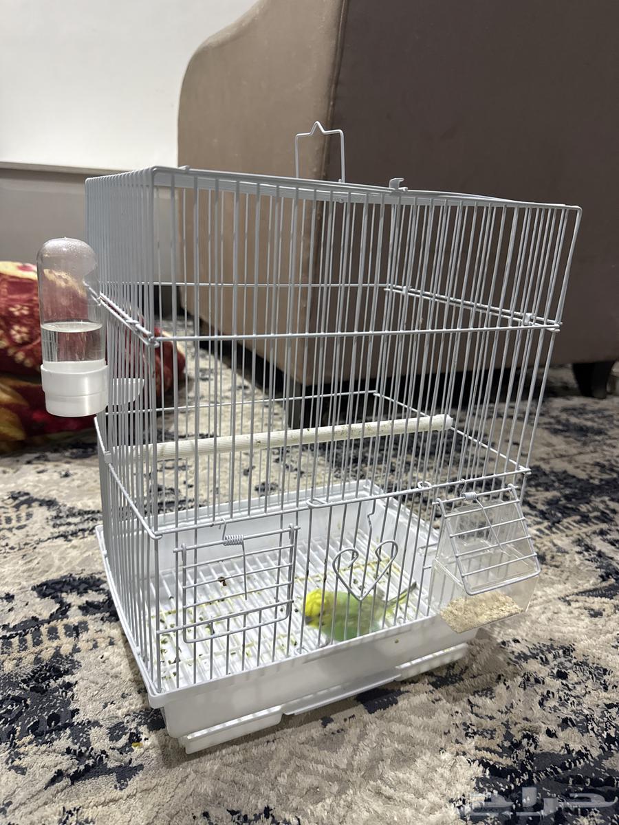 عصفور للبيع بصحه جيده مع جميع ملحقاته و القفص64593888369409112