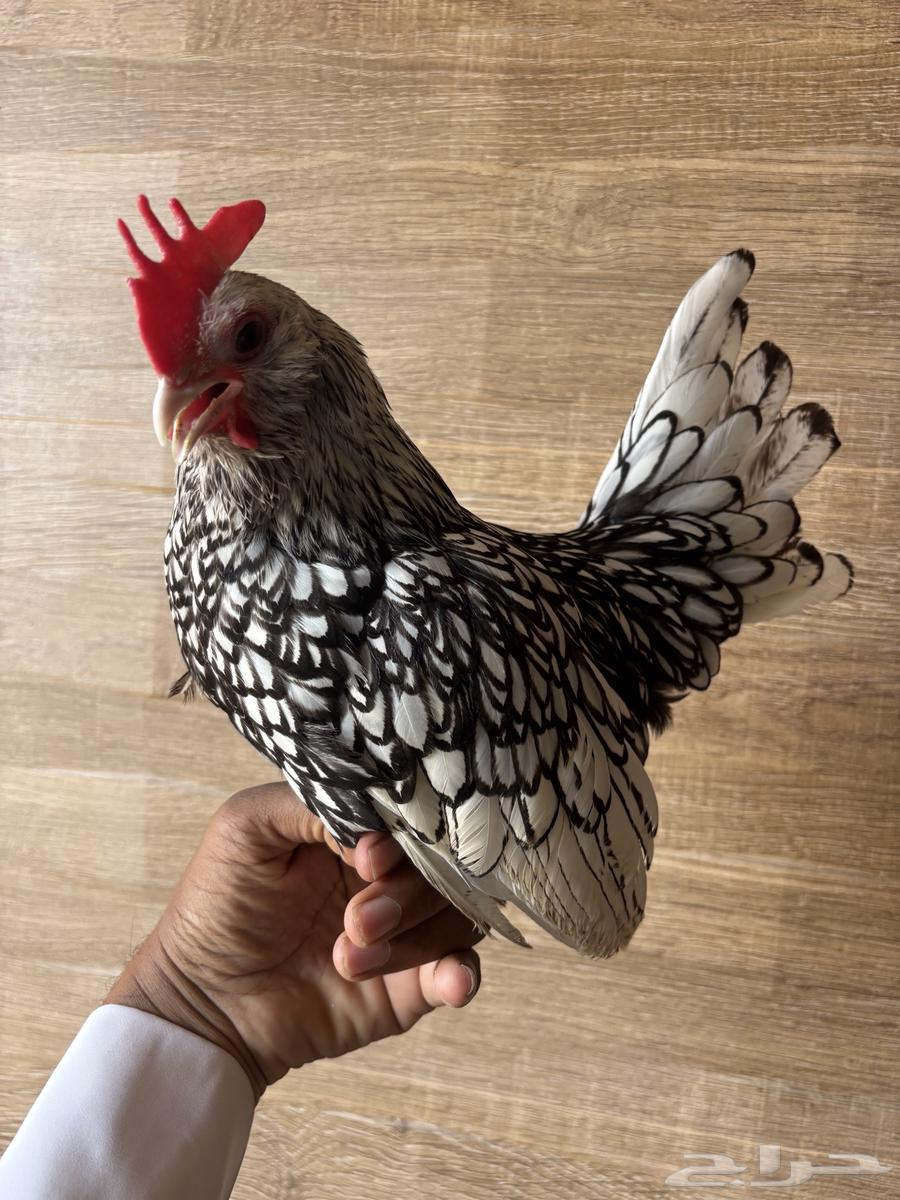 ديك بوم سبرايت للبيع64590039679106111