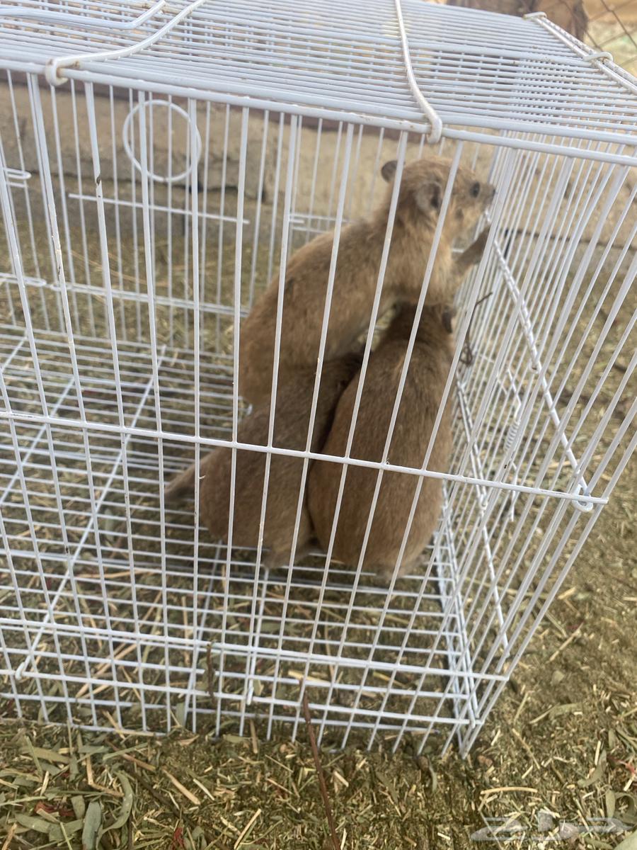 وبران للبيع64590728799361112