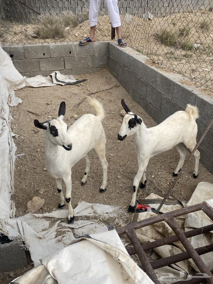 للبيع عنقاو64594713990147112