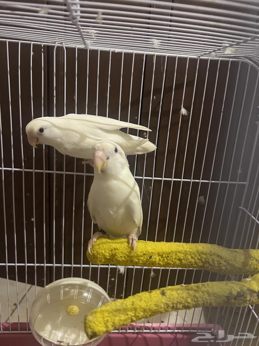 جوز روز البينو حجم جامبو فرصة لاهل التميز لحق العرض64589672055809112