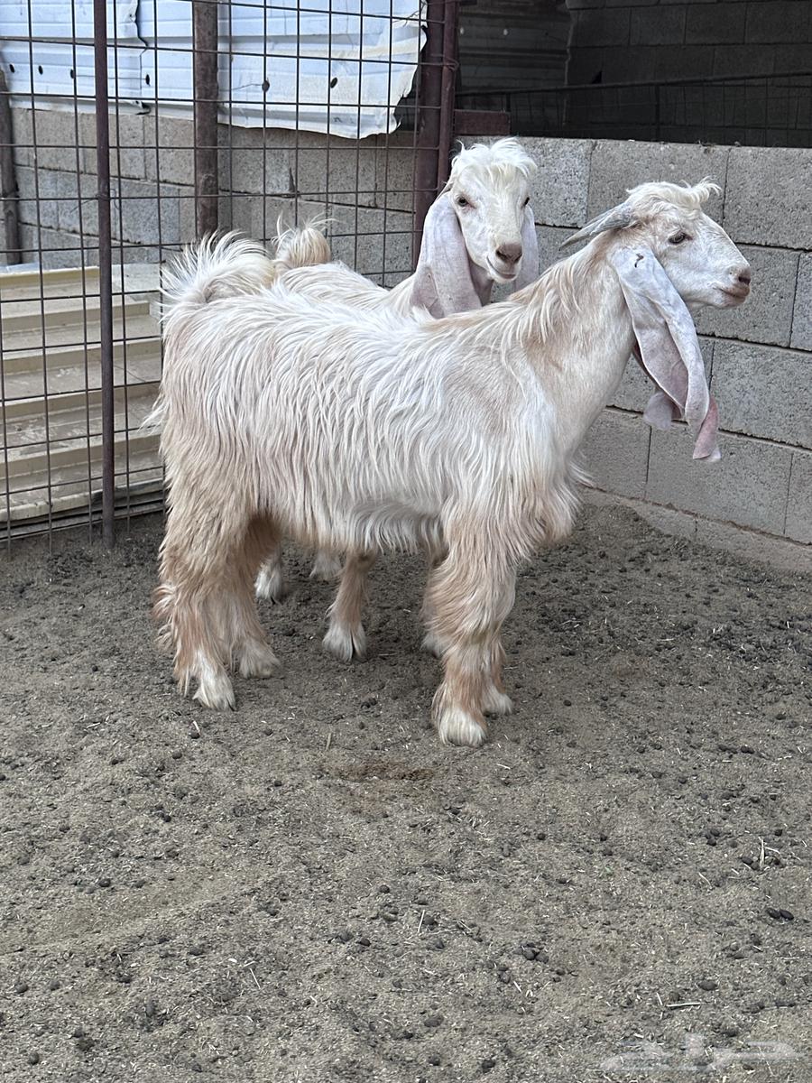 تيوس عوارض صفر64594565124737111