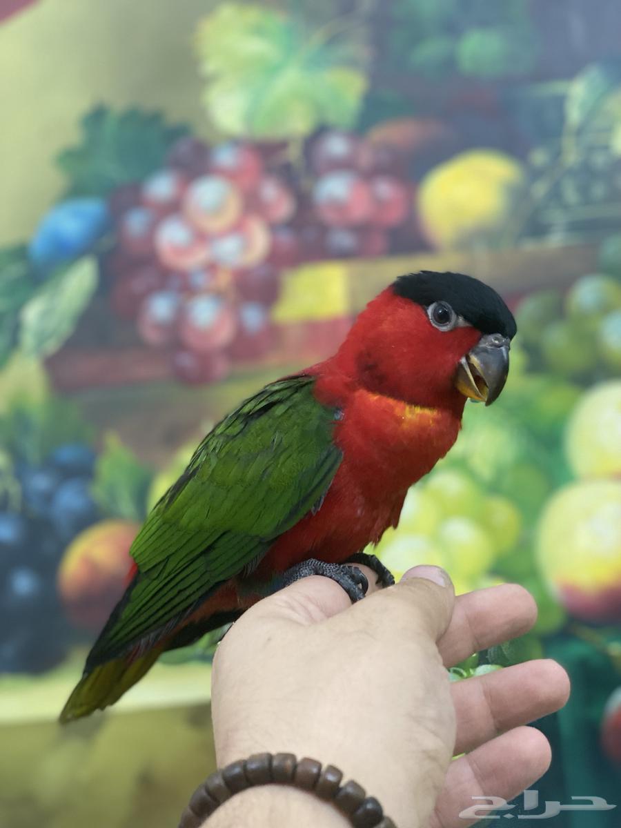 تم البيع فرخ لوري64590837821058111