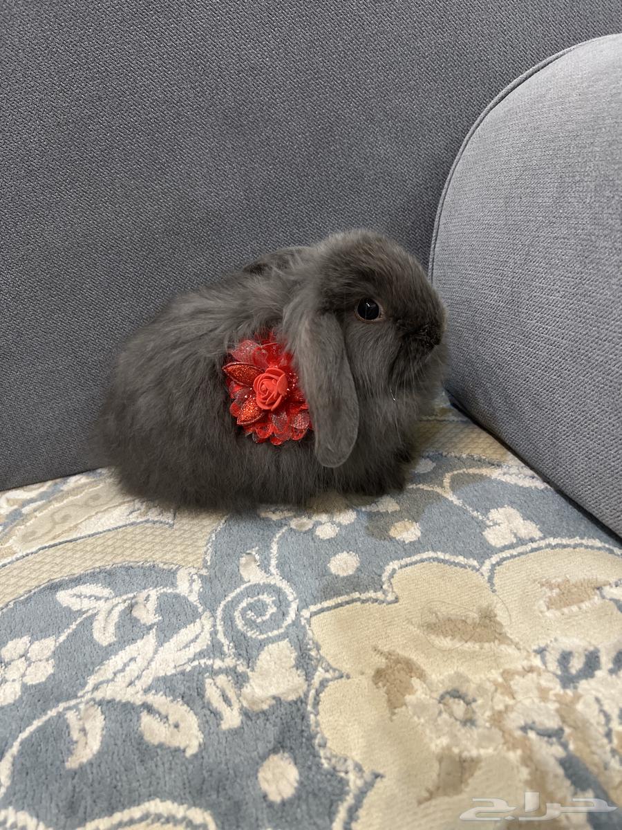 تم البييع ارنب هولندي رمادي غامق64458363601025112