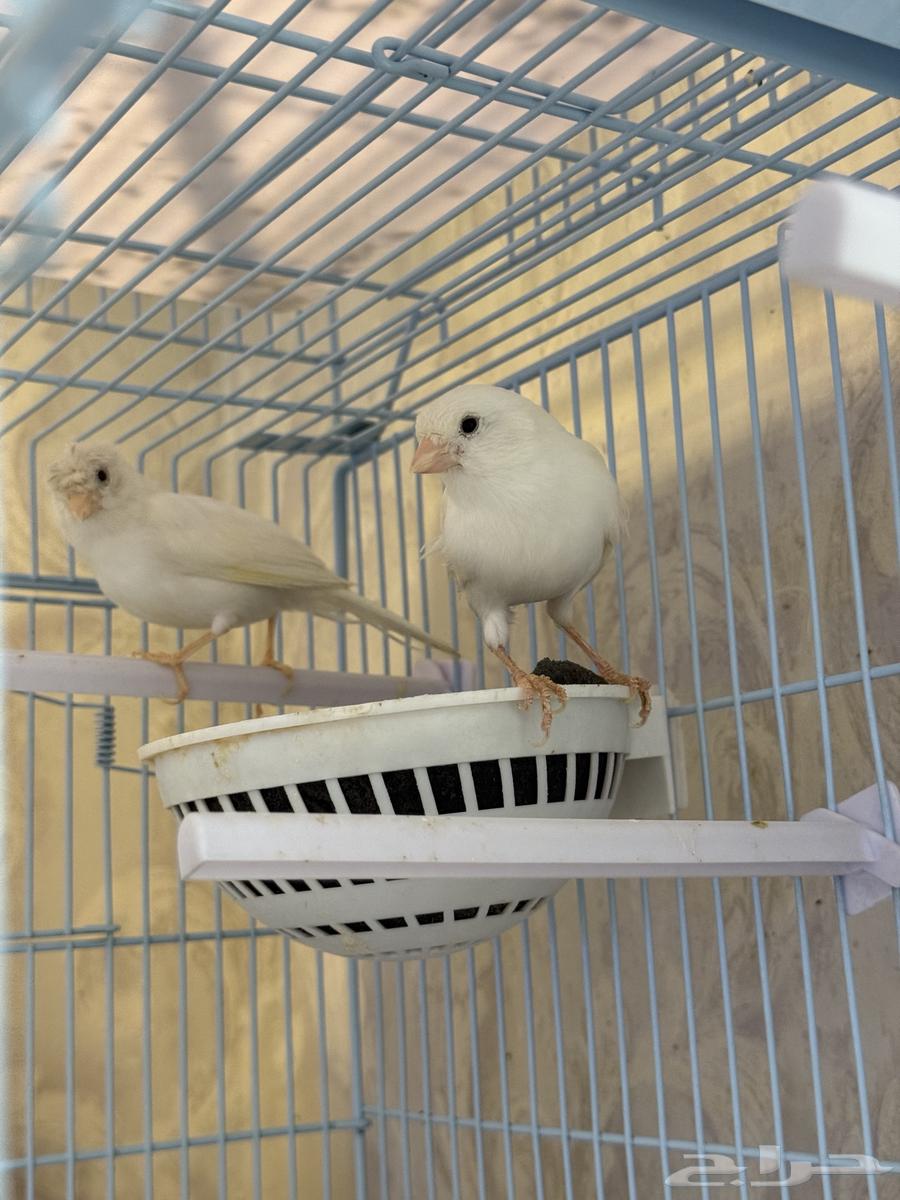 زوج كناري ابيض سوري64591707361922110