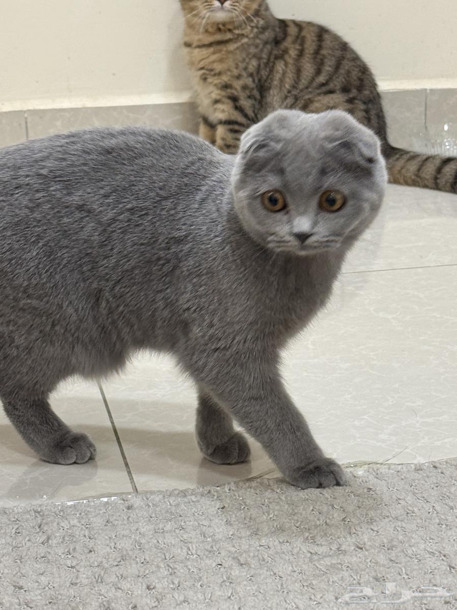 قطط سكوتش فولد64580472454275112