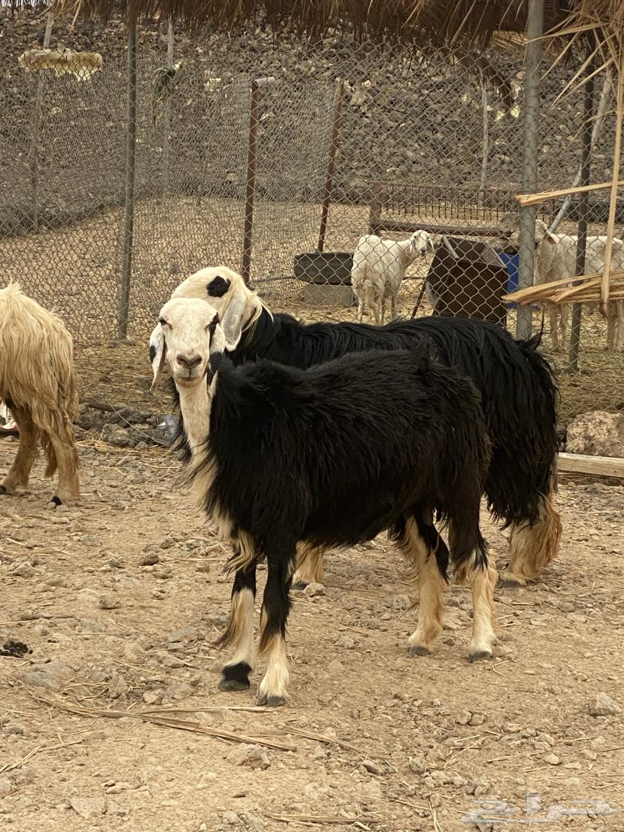 Najdi Sheep64594454719362114